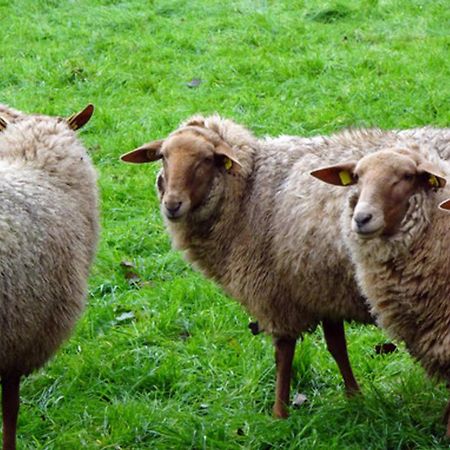 Naturhof Buschwiesen - Wohnung Lama Wilsum Eksteriør billede