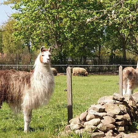 Naturhof Buschwiesen - Wohnung Lama Wilsum Eksteriør billede