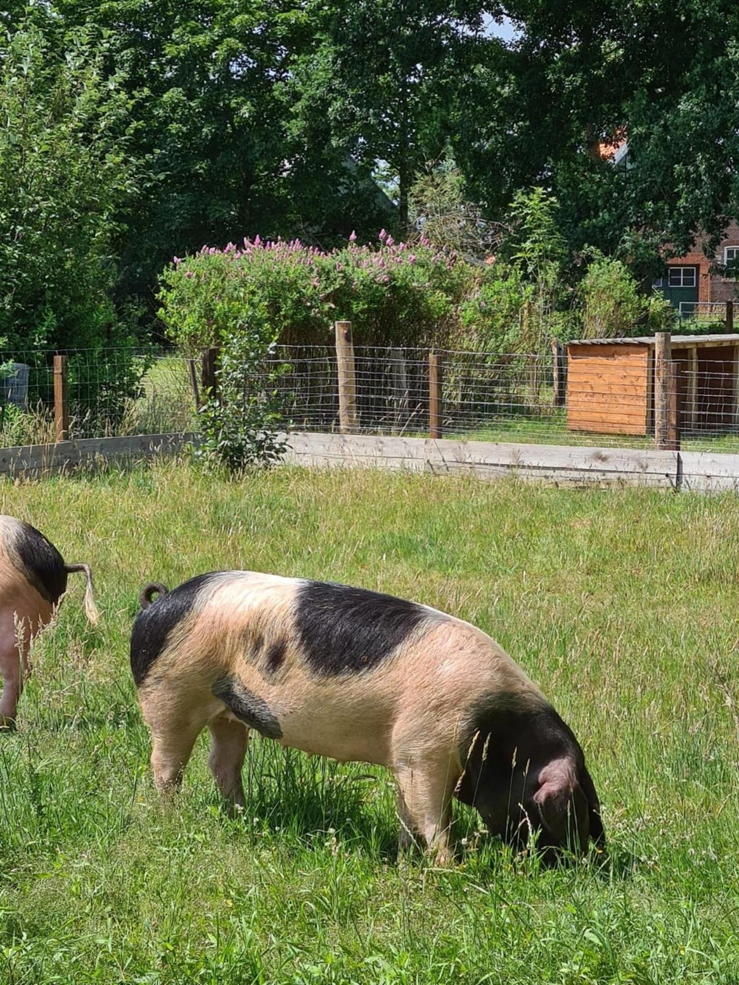 Naturhof Buschwiesen - Wohnung Lama Wilsum Eksteriør billede