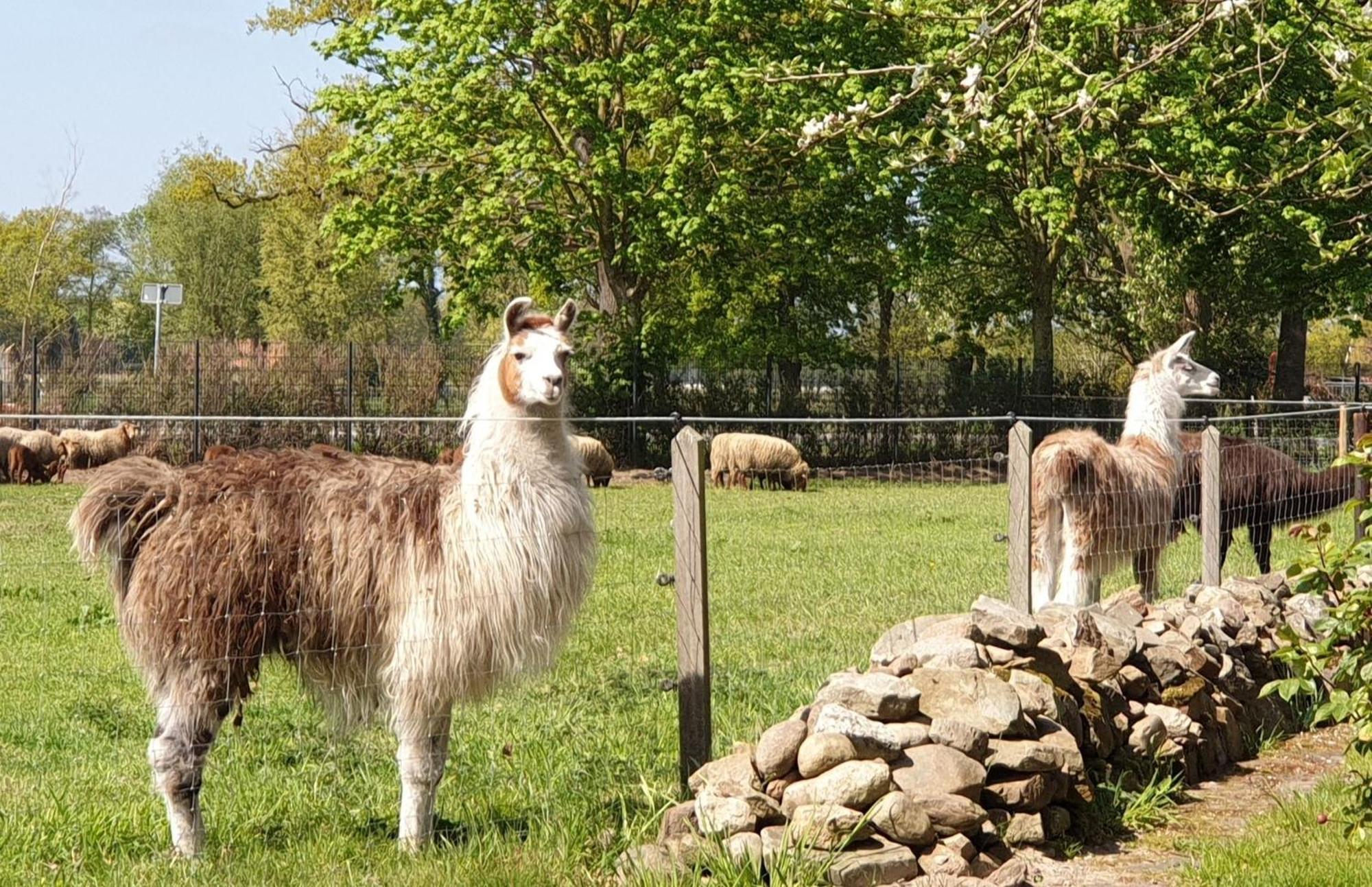 Naturhof Buschwiesen - Wohnung Lama Wilsum Eksteriør billede