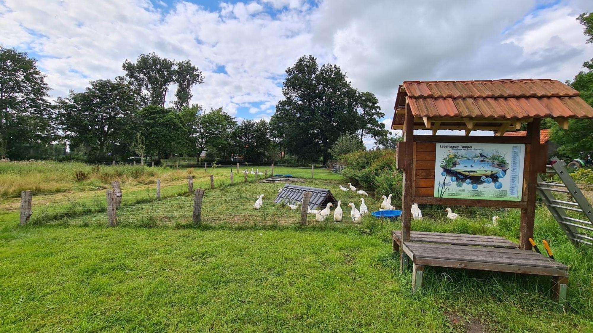 Naturhof Buschwiesen - Wohnung Lama Wilsum Eksteriør billede